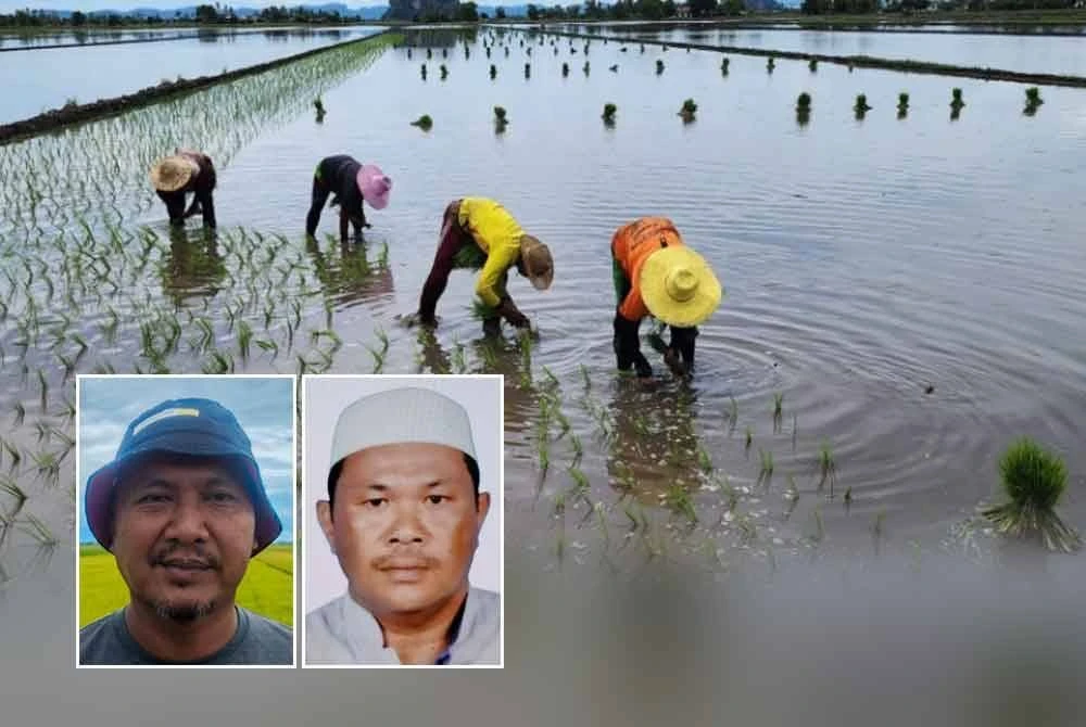 Berdasarkan kajian semasa, kos mengusahakan sawah kini mencecah sekitar RM5,500 bagi setiap hektar, menjadikan kos pengeluaran bagi satu metrik tan padi sekitar RM1,500. Gambar kecil: Abdul Rashid (kiri), Mohd Helmi