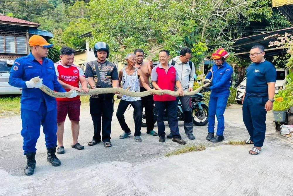 Reptilia berkenaan dibawa ke PKOD untuk tindakan selanjutnya.