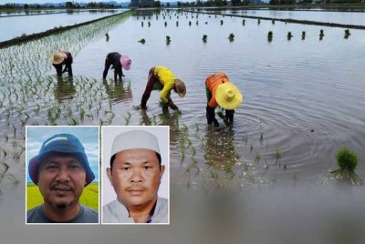 Berdasarkan kajian semasa, kos mengusahakan sawah kini mencecah sekitar RM5,500 bagi setiap hektar, menjadikan kos pengeluaran bagi satu metrik tan padi sekitar RM1,500. Gambar kecil: Abdul Rashid (kiri), Mohd Helmi