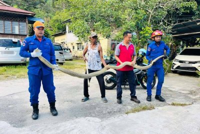 Ular tedung selar seberat 20 kilogram berjaya ditangkap dalam operasi pada petang Rabu.