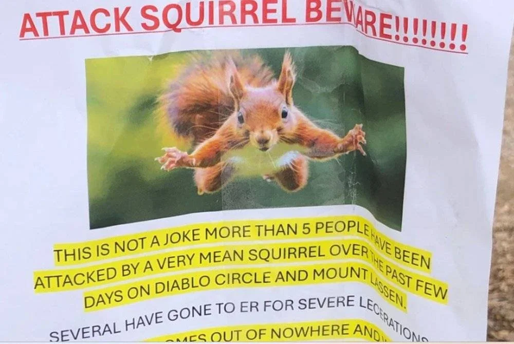 Notis amaran mengenai tupai agresif ditampal di San Rafael, California.