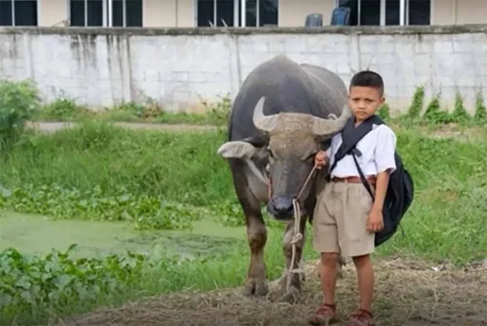 Setibanya di sekolah, Kalamae ditambat berhampiran kolam di pintu masuk untuk meragut rumput sehingga Fluke tamat waktu persekolahan.-Agensi