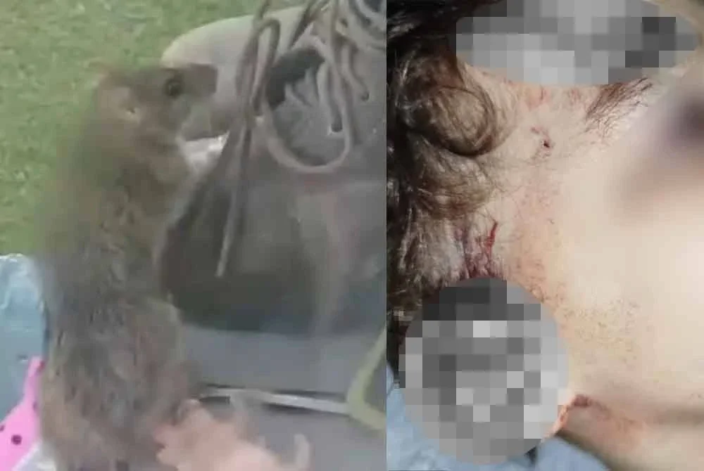 Rakaman video menunjukkan seekor tikus sebesar kucing merayap di dalam bilik sebelum berjaya ditangkap dan dibunuh.