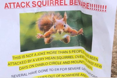 Notis amaran mengenai tupai agresif ditampal di San Rafael, California.