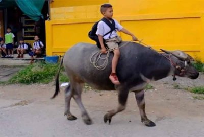 Fluke menunggang Kalamae sejauh lebih 800 meter setiap hari untuk ke sekolah di Phetchaburi. Foto Agensi