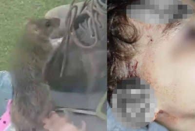 Rakaman video menunjukkan seekor tikus sebesar kucing merayap di dalam bilik sebelum berjaya ditangkap dan dibunuh.