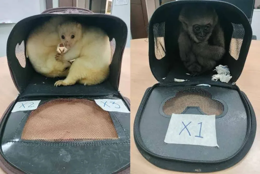 Antara haiwan liar yang cuba diseludup suspek untuk dibawa ke India.