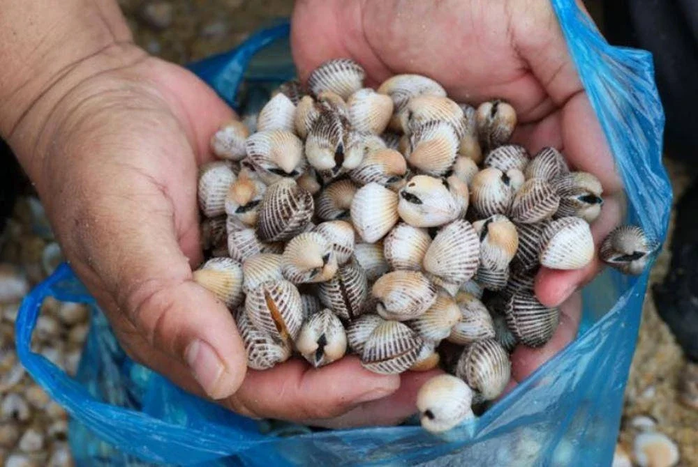 Kupang dan kerang-kerangan di perairan Port Dickson kini selamat dimakan. Gambar hiasan