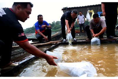 Timbalan Menteri Pertahanan, Adly Zahari (tigat,kiri) melepaskan benih ikan patin ke dalam sangkar ketika melawat sangkar ikan yang diusahakan veteran Angkatan Tentera Malaysia (ATM), Norizan Johari,47 (empat,kiri) dan Mohd Zaid Kamarul Ismail,40 (kiri) di sungai Kampung Pangsenam sempena Program Peduli Vateran Madani hari ini. - Foto Bernama
