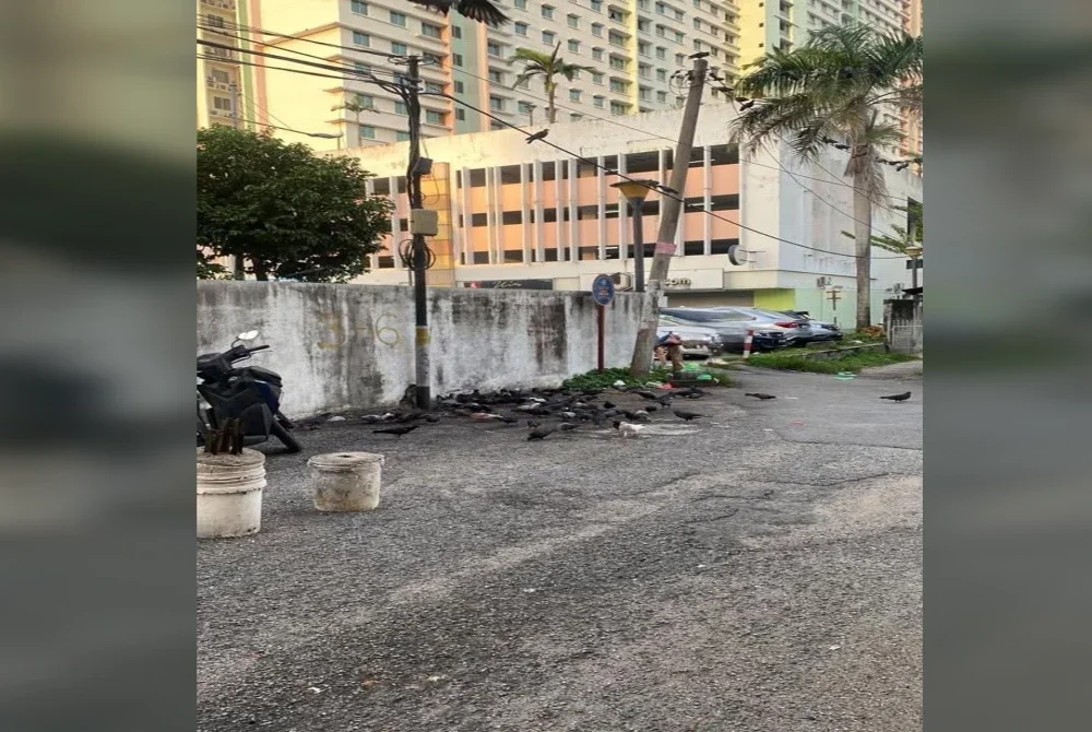 Sembilan individu dikompaun kerana memberi makan kepada merpati pada Rabu.