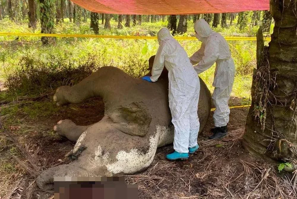 Bedah siasat dilakukan terhadap gajah betina yang ditemui mati di kawasan ladang di Danum, Lahad Datu.