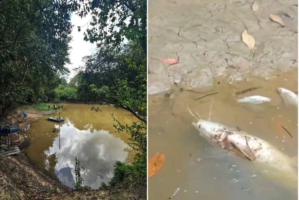 Pencemaran di sungai terlibat menyebabkan banyak ikan mati dan mabuk.