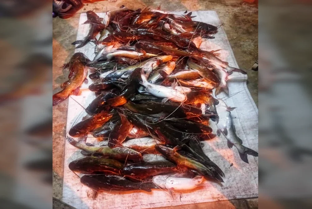 Antara pelbagai spesies ikan yang terjejas akibat pencemaran tersebut.

