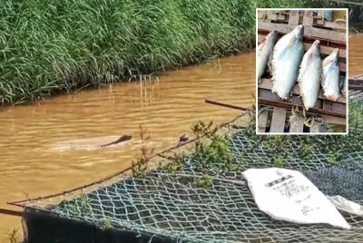 Ancaman memerang yang semakin menjadi-jadi sejak kebelakangan ini di Kawasan sangkar terbabit.