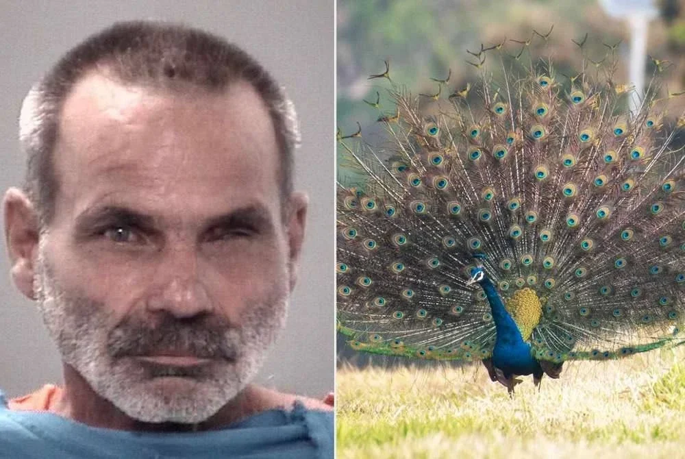 Vogt dipercayai terlalu melindungi burung merak peliharaannya sehingga tidak boleh didekati sesiapa pun. - Foto Agensi