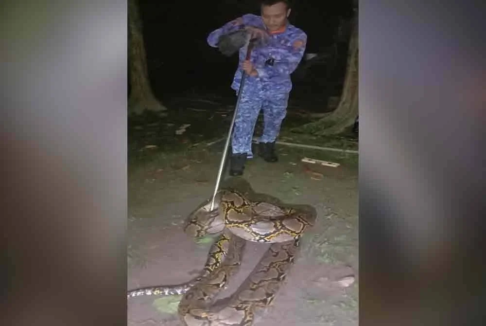 Proses menangkap ular sawa batik itu mengambil masa hampir sejam kerana saiznya yang besar dan agak agresif.
Foto: APM