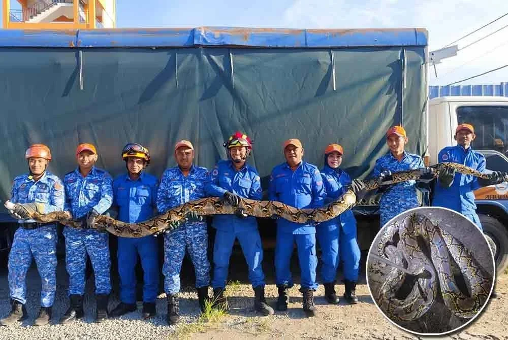 APM Kota Bharu mengambil masa sejam untuk menewaskan ular sawa batik seberat 200 kg dengan panjang 4.5 meter di Kampung Lubok Jambu, Kota Bharu pada Khamis. Foto: APM