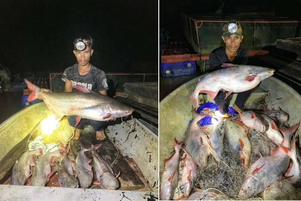 Ayudin bersama hasil tangkapan lumayan iaitu 12 patin buah hasil Menjala di Sungai Pahang dekat Durian Hijau, Jerantut pada Khamis. Foto ihsan Ayudin 