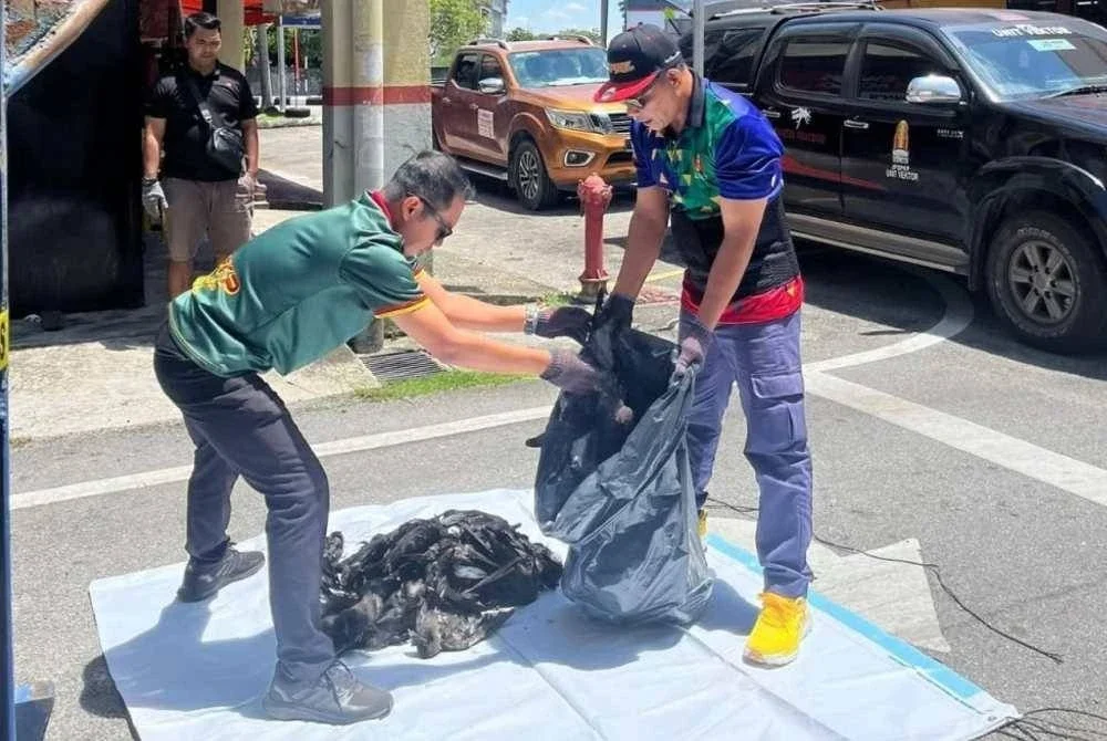 Sebanyak 972 ekor burung gagak berjaya ditembak dalam Operasi Gagak Kuala Langat Siri 2/2025.