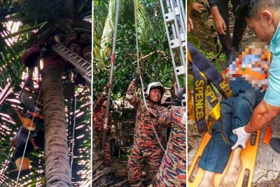 Seorang lelaki warga emas dilaporkan pengsan dan terkandas di atas pokok kelapa. - Foto: JBPM