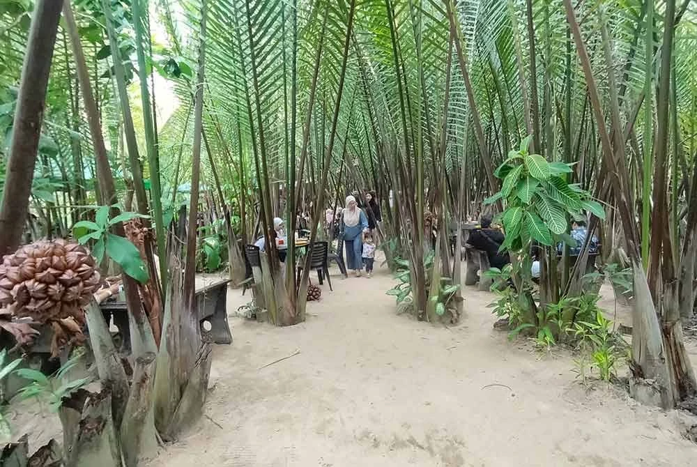 Suasana hijau dan tenang di Kebun Nipah Pak Man.