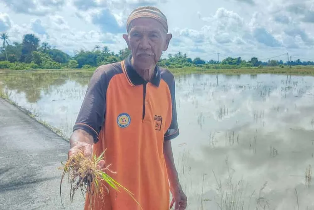 Baharom menunjukkan pokok padi yang telah rosak akibat ditenggelami banjir sejak Jumaat lalu.