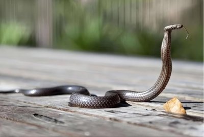 Seorang guru tadika di Pasir Puteh berdepan detik cemas apabila dipatuk seekor anak ular tedung senduk ketika berada di dalam tandas pada Ahad. - Gambar hiasan