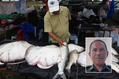 Antara ikan yang berjaya dipancing dalam pertandingan yang diadakan di Pantai Tambak Klebang sebelum ini. Gambar kecil: Salim