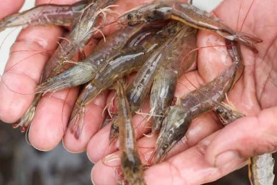 Seorang pekerja menunjukkan udang hidup di Ujung Kulon Sukses Makmur Abadi, sebuah syarikat penternakan udang di Pandeglang, wilayah Banten, Indonesia pada 29 Julai 2025. Foto Agensi