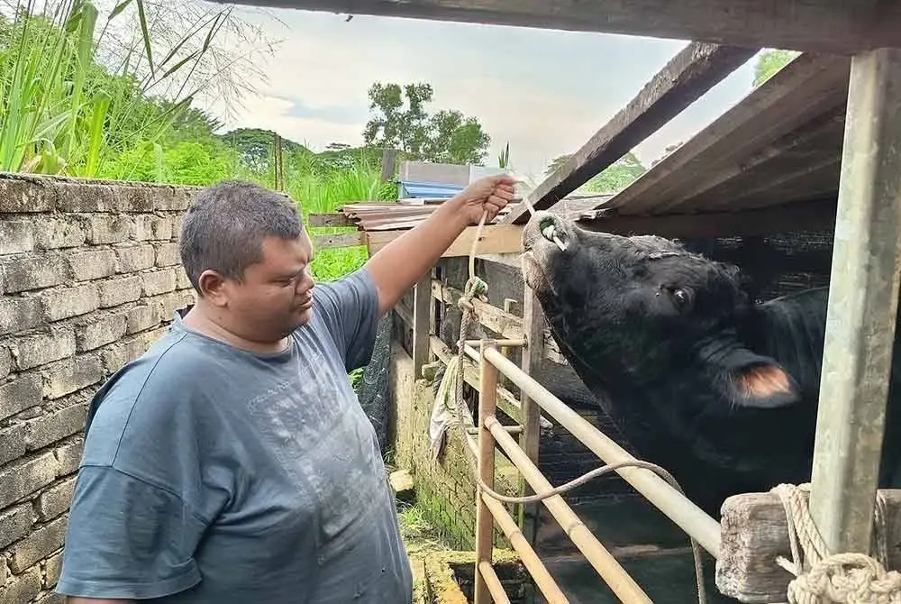 Muhammad Allif melihat lembu sado yang diternak di Kampung Durian Burung, Kuala Terengganu.