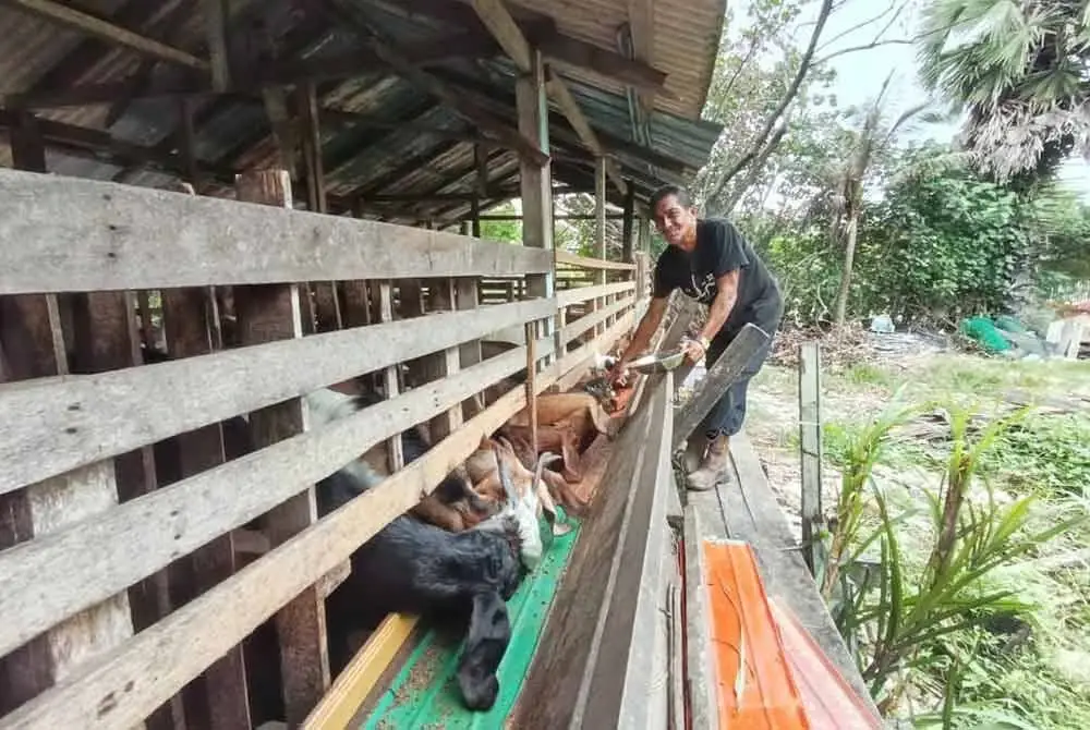 Mazlan melihat kambing yang diternak secara kecil-kecilan di Kuala Ibai, Kuala Terengganu.