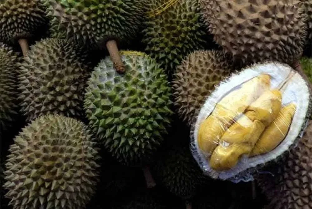 Nilai eksport durian dari Malaysia dijangka mencecah RM1.8 bilion pada 2030 melibatkan kuantiti eksport sebanyak 69,000 tan metrik - Gambar hiasan
