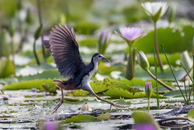 Antara bidikan foto White-breasted Waterhen milik Tuah yang dikongsikan di akaun Facebook miliknya.