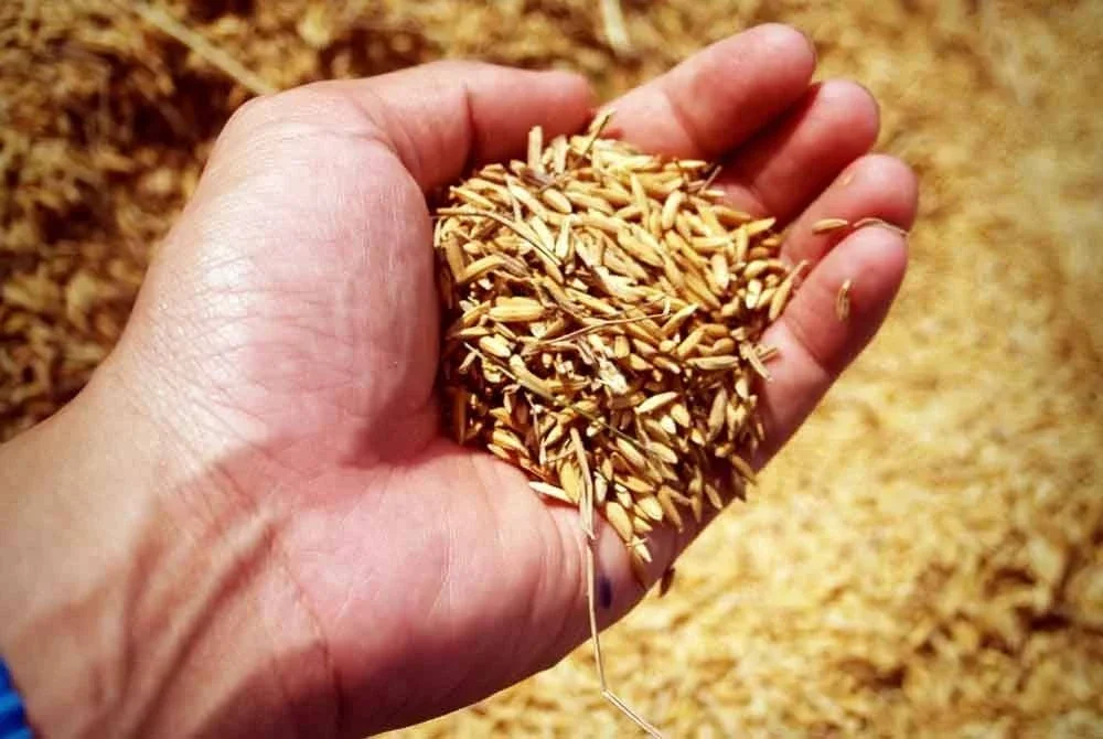 Harga beras tempatan wajar disemak supaya berada pada kadar munasabah. - Gambar hiasan