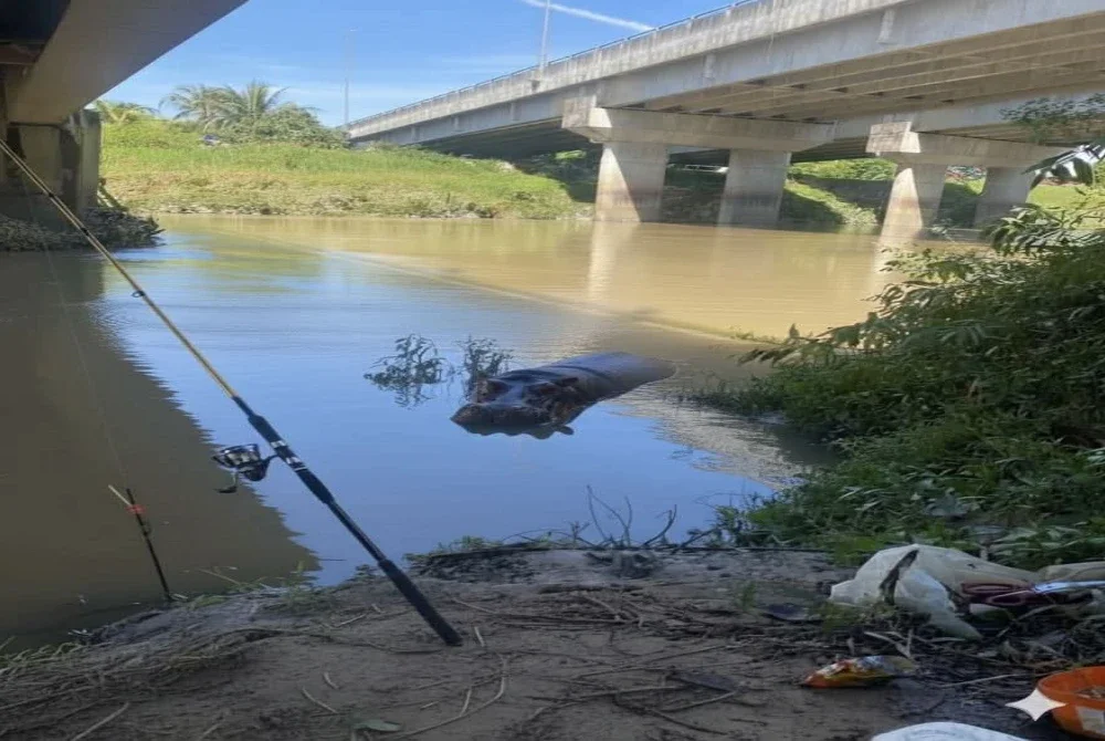 Berdasarkan semakan, terdapat beberapa perkongsian imej di lokasi sama yang memaparkan kehadiran haiwan lain termasuk badak air.