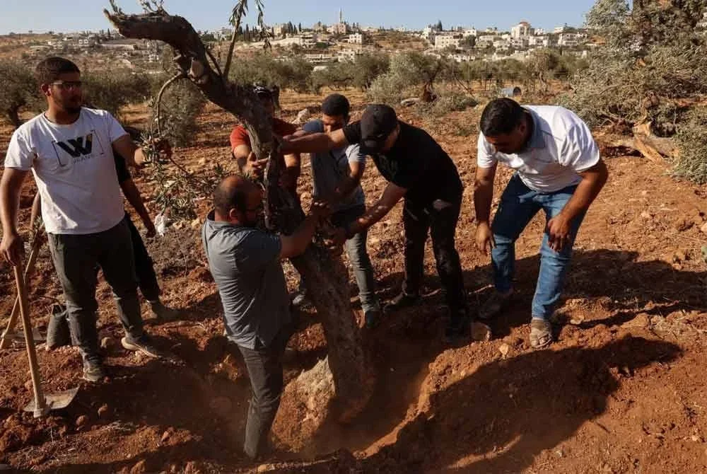 Kumpulan pemuda Palestin menanam semula pokok zaitun yang dicabut Zionis di kawasan perkampungan al-Mughayyir, utara Ramallah. Foto AFP