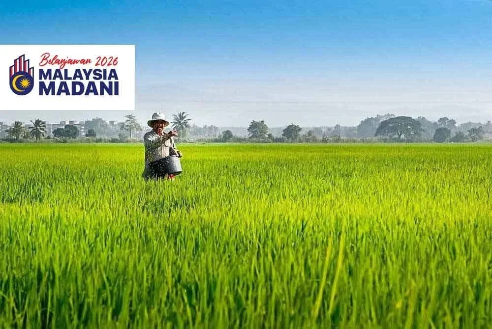 Petani juga menunggu perhatian serius, kerana merekalah nadi makanan negara. Foto hiasan