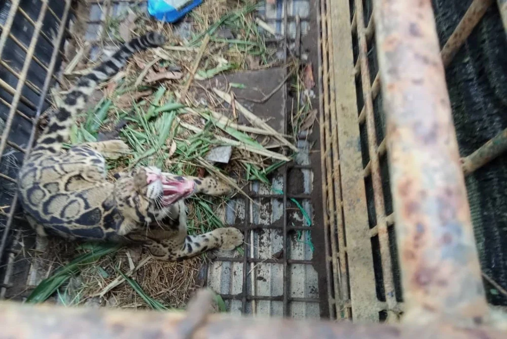 Tangkapan tersebut merupakan kes kedua direkodkan di Terengganu tahun ini.