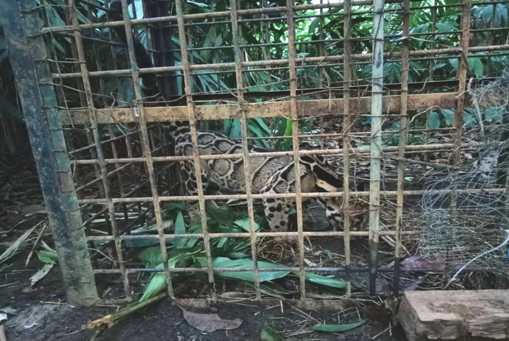 Seekor harimau dahan jantan seberat kira-kira 25 kilogram berjaya ditangkap Jabatan Perhilitan Terengganu di Kampung Kelekok La, Hulu Besut pada Khamis selepas dipercayai membaham beberapa haiwan ternakan penduduk.
