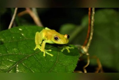 Zhang percaya kaedah rawatan itu berdasarkan cerita rakyat. Foto Agensi