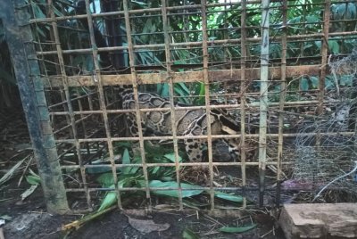 Seekor harimau dahan jantan seberat kira-kira 25 kilogram berjaya ditangkap Jabatan Perhilitan Terengganu di Kampung Kelekok La, Hulu Besut pada Khamis selepas dipercayai membaham beberapa haiwan ternakan penduduk.