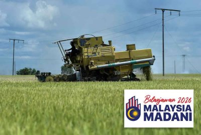 Kerajaan menyediakan RM2.62 bilion untuk pesawah pada 2026, menjadikan subsidi pertanian tertinggi dalam sejarah. Gambar hiasan
