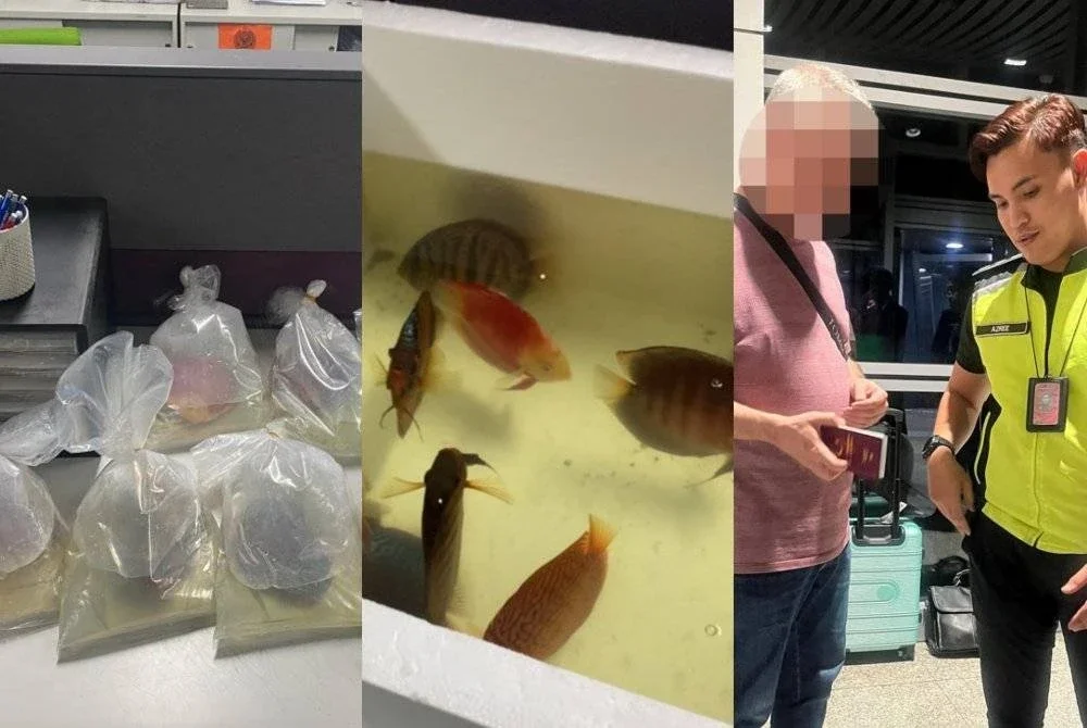 Cubaan menyeludup ikan hiasan ke Qatar melalui Lapangan Terbang Antarabangsa Kuala Lumpur (KLIA) Terminal 1 di sini digagalkan selepas penahanan seorang lelaki warga Turki, pada Jumaat. Foto: AKPS