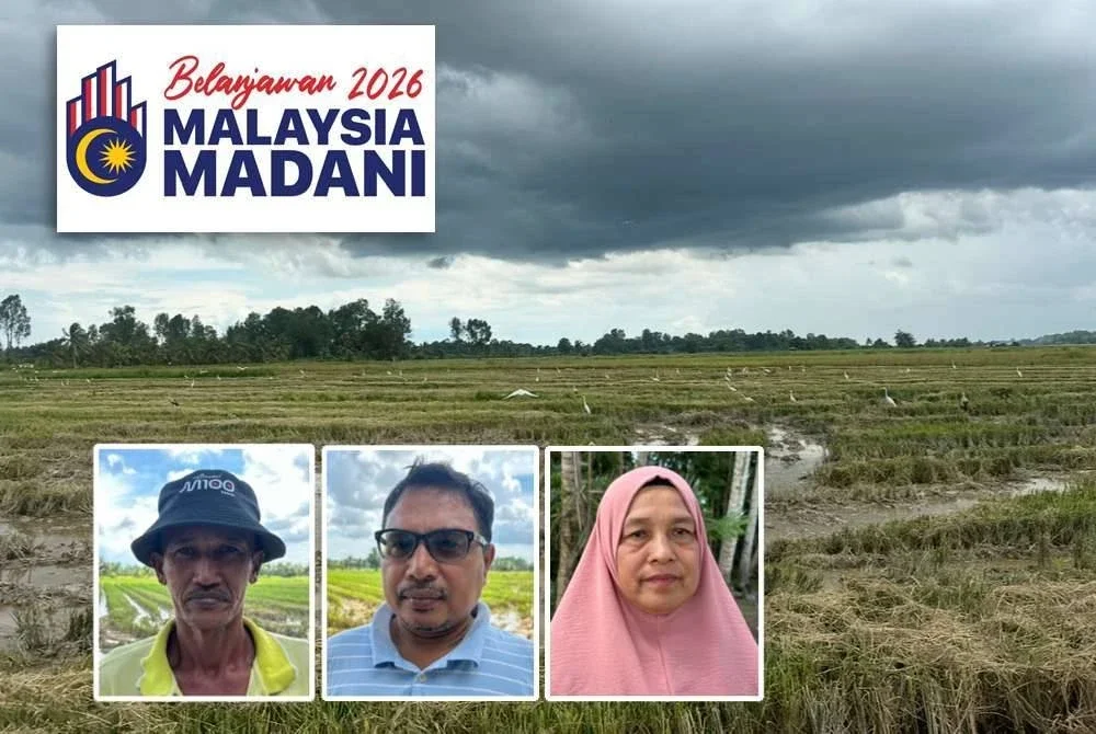 Pesawah sifatkan pengumuman subsidi dan bantuan pertanian RM2.62 bilion dalam Belanjawan 2026 sebagai sinar baharu yang membantu meringankan beban kos pengeluaran. Gambar kecil: Noor Azmi, Zuha dan Siti Rogayah. Foto SINAR HARIAN – ADILA SHARINNI WAHID