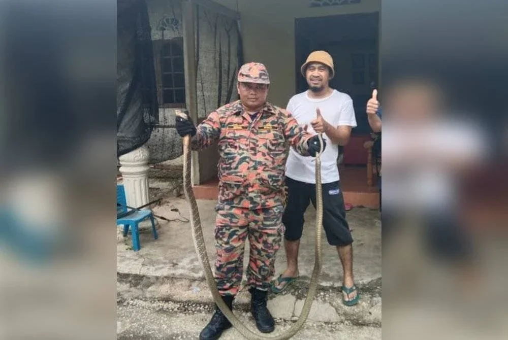 Mohd Hamdan menunjukkan ular tedung selar yang hampir menyerang seorang lelaki di Kampung Che Wal, Telekong, Kuala Krai pada Sabtu. - Foto: Bomba