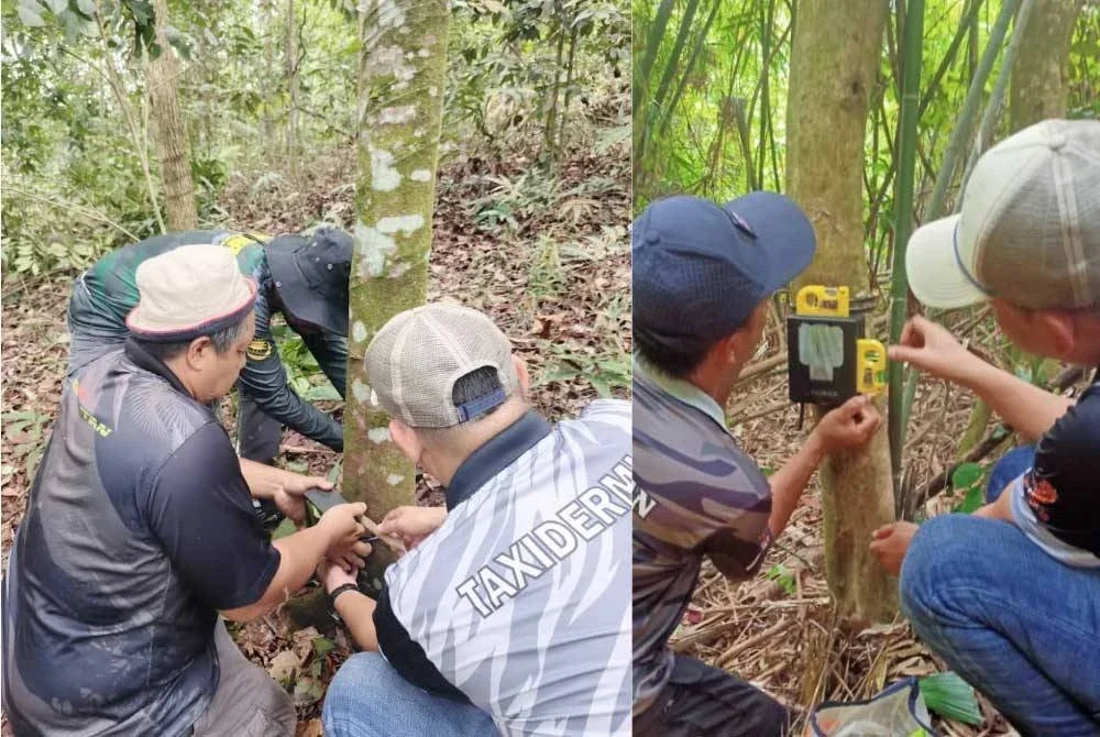 Perhilitan menambah pemasangan perangkap kamera di sekitar Pangsapuri Sri Baiduri, Ukay Perdana di Ampang. - Foto: Perhilitan
