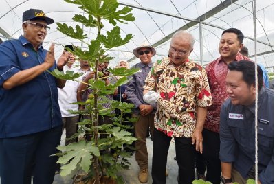 Mohd Ali (dua dari kiri) dan Mohd Ridhwan (dua dari kiri) ketika melawat ladang buah tin di Kampung Tersusun Bukit Senggeh pada Isnin.