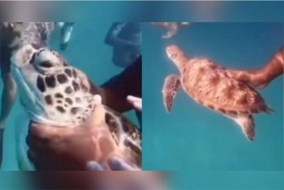 Tular video memaparkan sekumpulan pelancong mengganggu dan mengasari penyu ketika aktiviti selam snorkel, dipercayai di Pulau Redang.