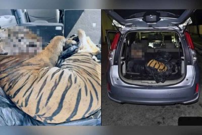 Seekor harimau belang yang ditemui mati dalam sebuah kenderaan di Mersing bulan lalu.