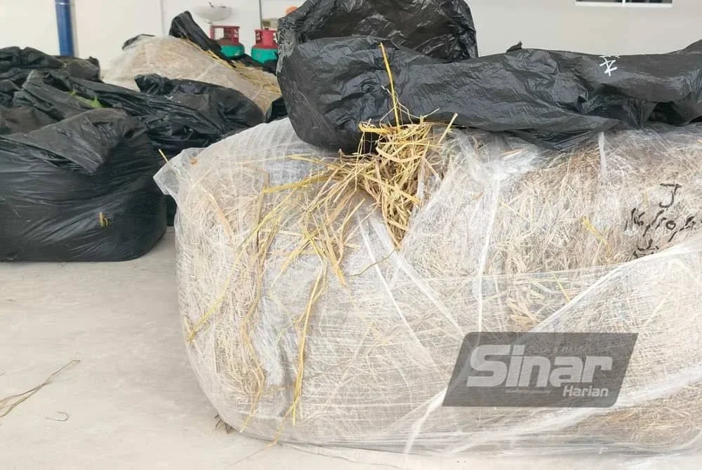 Bungkusan berisi daun ketum yang disorok di sebalik bungkusan jerami.